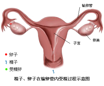 成都哪个医院看卵巢早衰效果好?