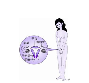 卵巢不孕去成都哪个医院检查更专业?