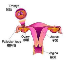 成都女性卵巢性不孕如何检查确诊